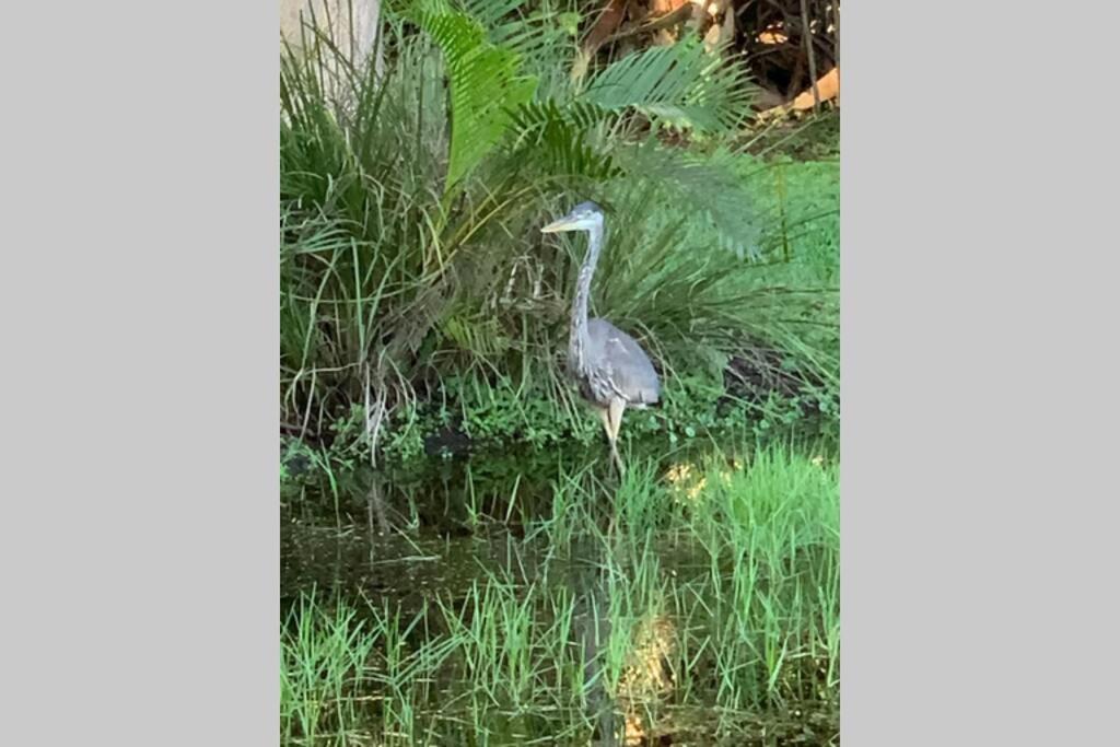 Bonita Oasis Villa Bonita Springs Dış mekan fotoğraf